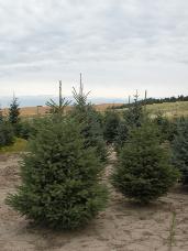 Engelmann Spruce